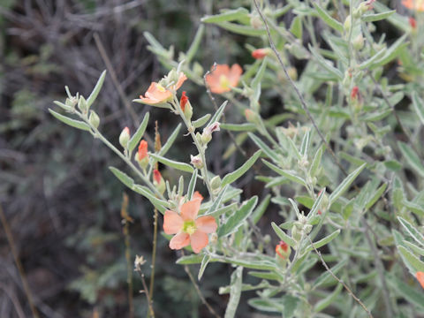 Sphaeralcea angustifolia