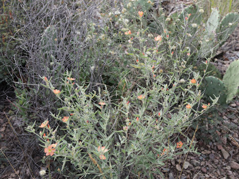 Sphaeralcea angustifolia