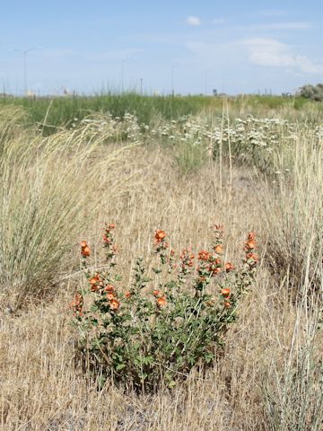 Sphaeralcea coccinea