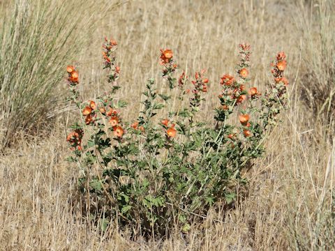 Sphaeralcea coccinea