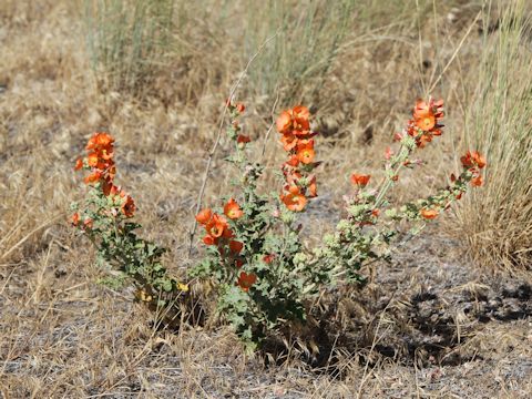 Sphaeralcea coccinea