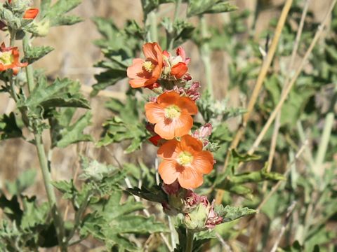 Sphaeralcea coccinea