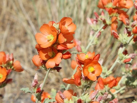 Sphaeralcea coccinea