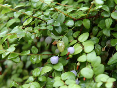 Sphyrospermum cordifolium