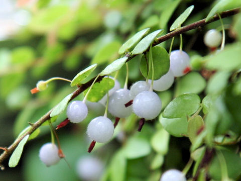 Sphyrospermum cordifolium