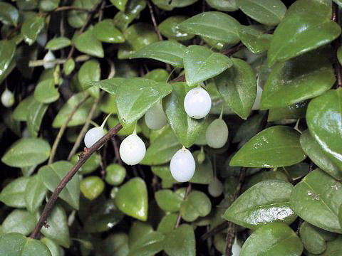 Sphyrospermum cordifolium