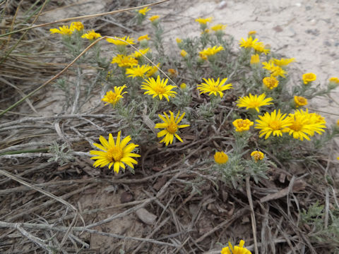 Xanthisma spinulosum