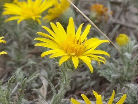 Xanthisma spinulosum