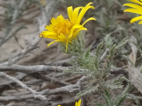 Xanthisma spinulosum