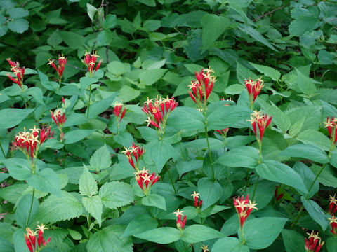 Spigelia marilandica