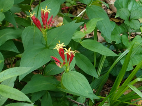 Spigelia marilandica