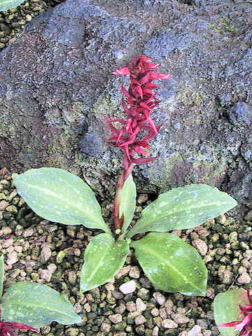 Spiranthes speciosa