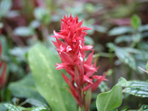 Spiranthes speciosa