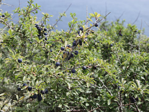 Prunus spinosa