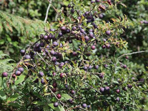 Prunus spinosa