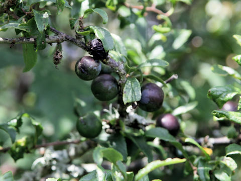 Prunus spinosa