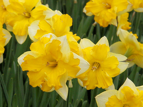 Narcissus cv. Chanterelle