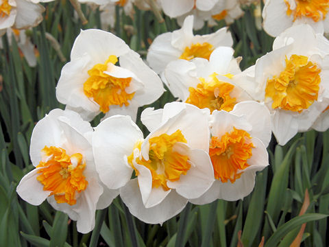 Narcissus cv. Orangery