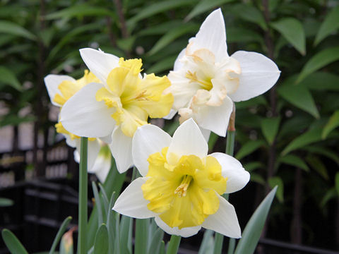 Narcissus cv. Changing Colors