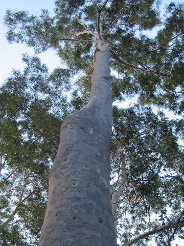 Corymbia maculata