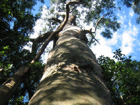 Corymbia maculata