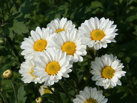 Chrysanthemum x morifolium