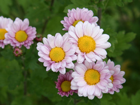 Chrysanthemum x morifolium