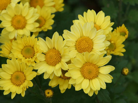 Chrysanthemum x morifolium