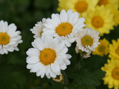 Chrysanthemum x morifolium