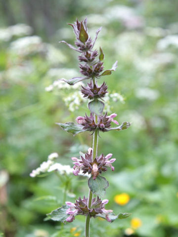 Stachys alpina