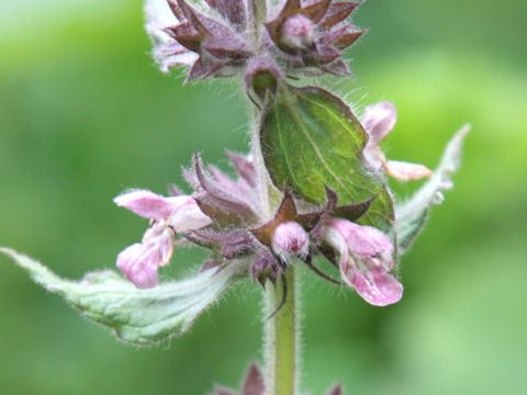 Stachys alpina