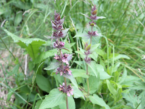 Stachys alpina