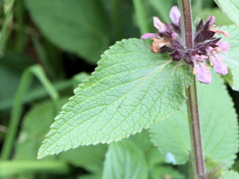 Stachys alpina