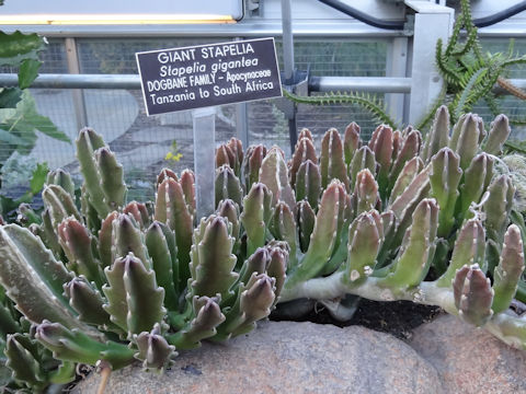 Stapelia gigantea