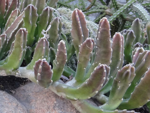 Stapelia gigantea