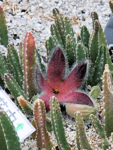 Stapelia grandiflora