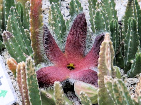 Stapelia grandiflora