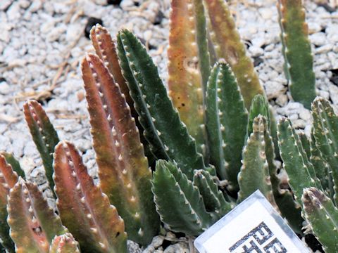 Stapelia grandiflora