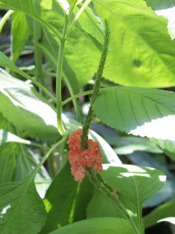 Stachytarpheta mutabilis