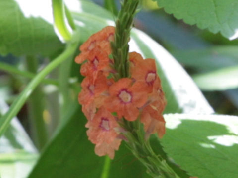 Stachytarpheta mutabilis