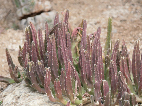 Stapelia sp.