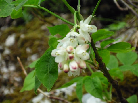 Staphylea pinnata