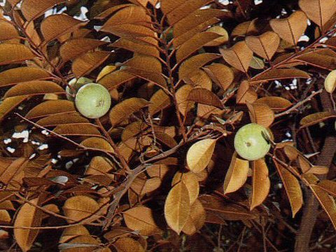 Chrysophyllum cainito