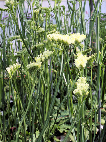 Limonium sinuatum