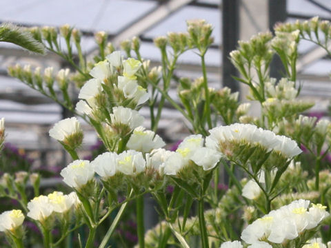 Limonium sinuatum