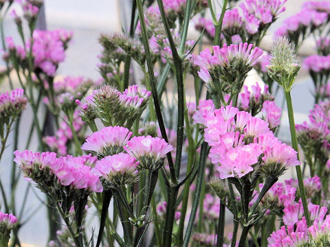 Limonium sinuatum