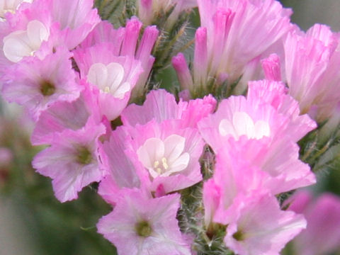 Limonium sinuatum