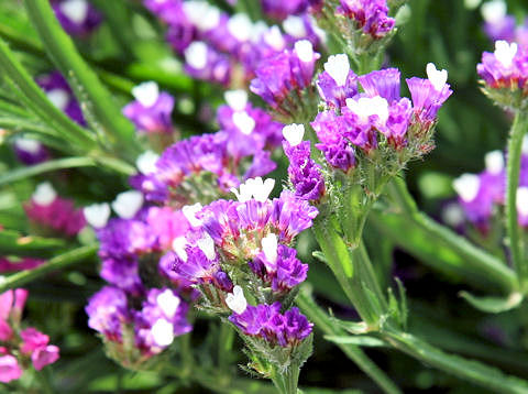 Limonium sinuatum