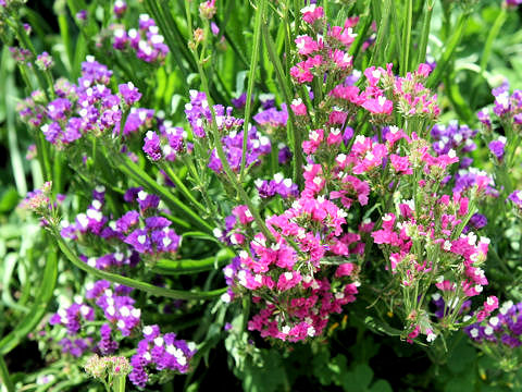 Limonium sinuatum