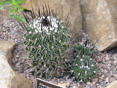 Stenocactus crispatus